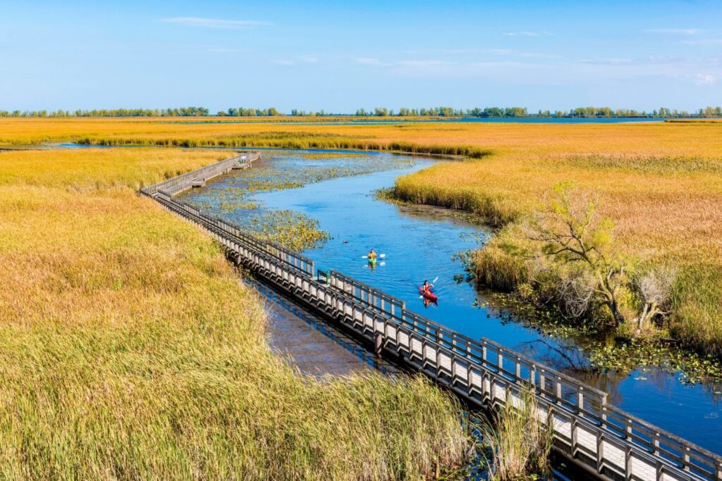 Kayakers on a channel through a coastal wetland beside a boardwalk