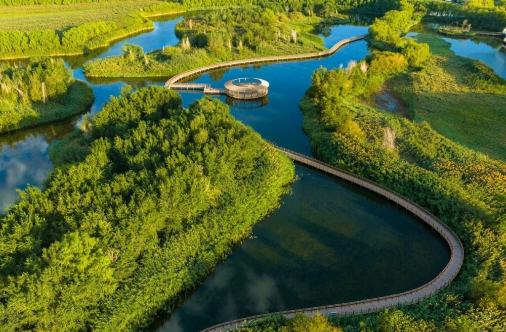 Aerial view of a winding boardwalk through a green wetland park with a circular observation deck